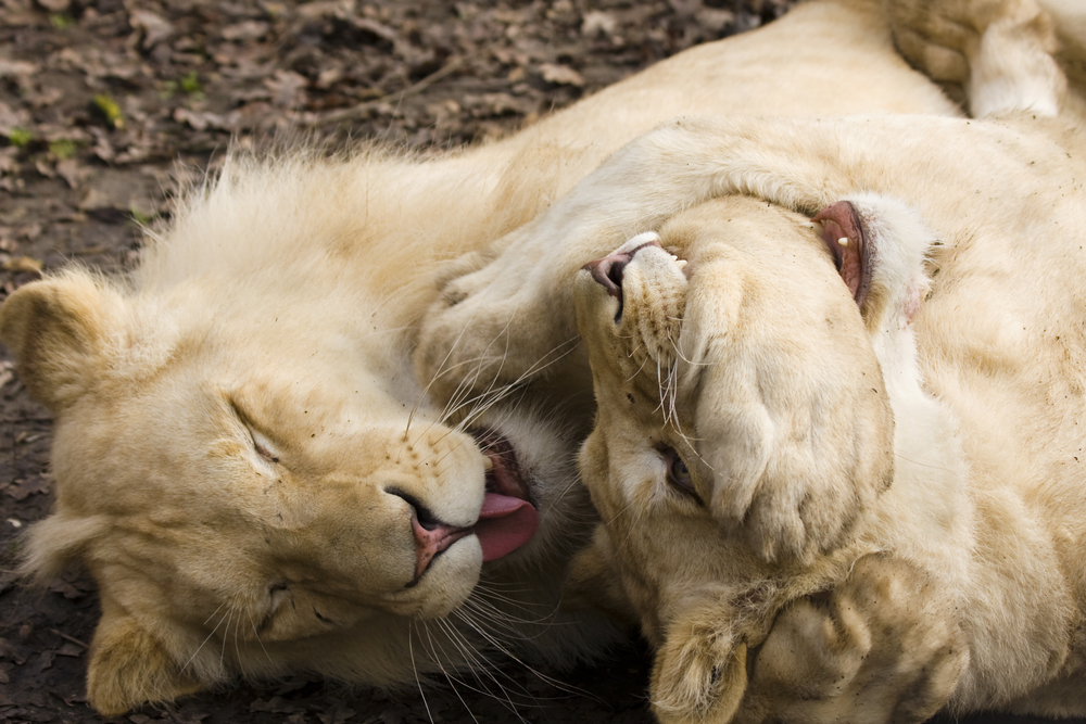 Depositphotos 21300817 M 2015